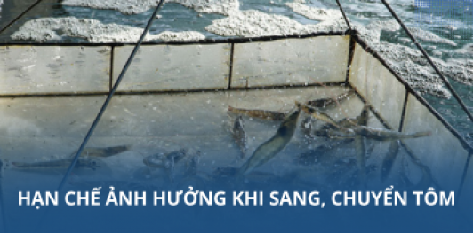 Hạn chế ảnh hưởng khi sang, chuyển tôm